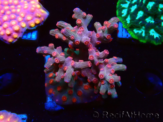 WYSIWYG - RAH Cyphastrea decadia Red 3P10
