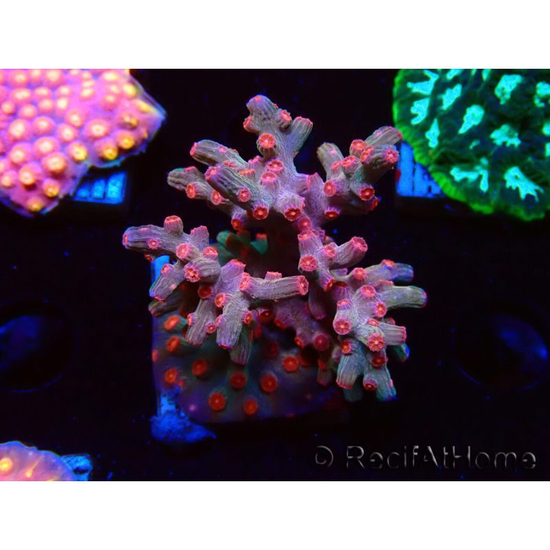 WYSIWYG - RAH Cyphastrea decadia Red