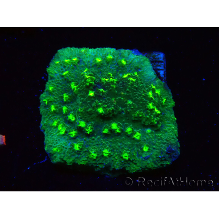 WYSIWYG - JF Astreopora Lime Time