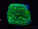 WYSIWYG - JF Astreopora Lime Time