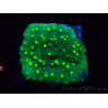 WYSIWYG - JF Astreopora Lime Time