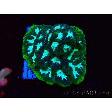 WYSIWYG RAH Favia Luminescent Green