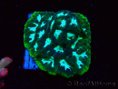 WYSIWYG RAH Favia Luminescent Green