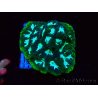 WYSIWYG RAH Favia Luminescent Green