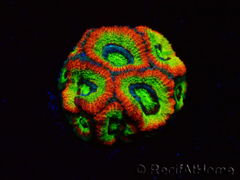 WYSIWYG WWC Holy Grail Micromussa B1