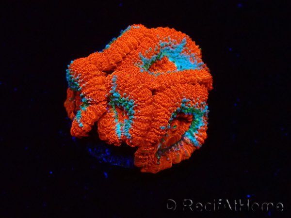 WYSIWYG RAH Micromussa Lava Burst