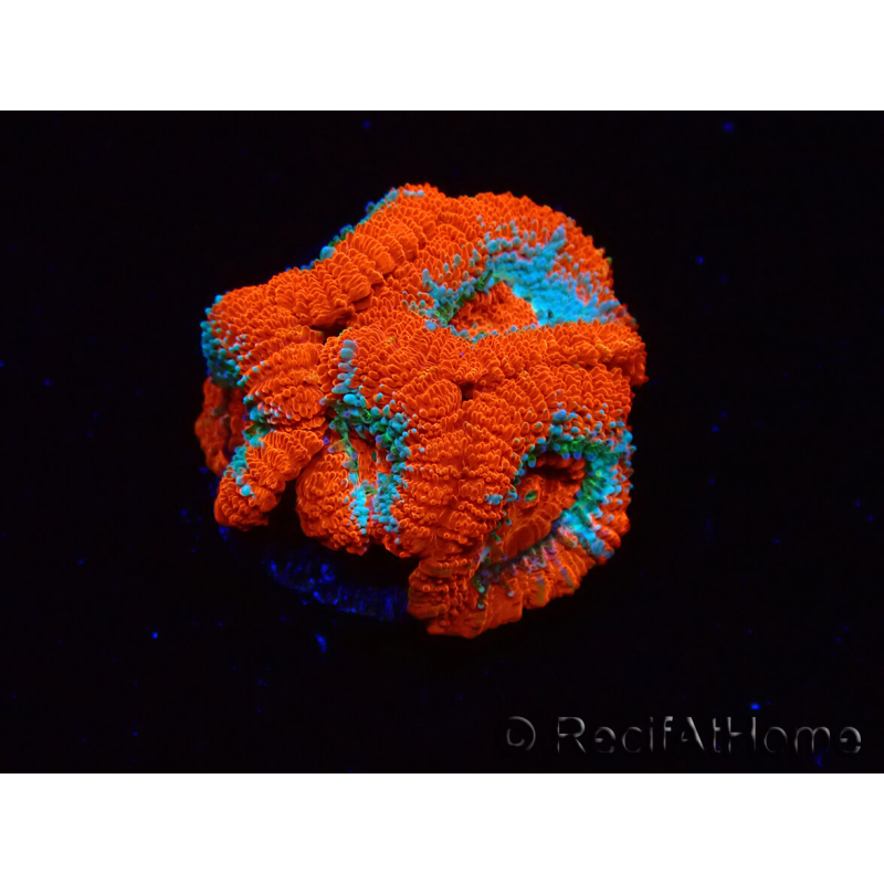 WYSIWYG - RAH Micromussa Lava Burst A2