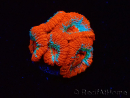 WYSIWYG RAH Micromussa Lava Burst