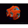 WYSIWYG - RAH Micromussa Lava Burst A2