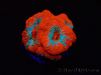 WYSIWYG - RAH Micromussa Lava Burst B2