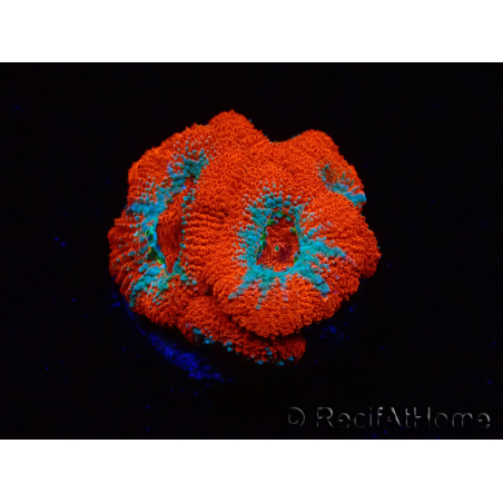 WYSIWYG - RAH Micromussa Lava Burst B2