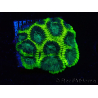WYSIWYG - RAH Favia Toxic Halo A6