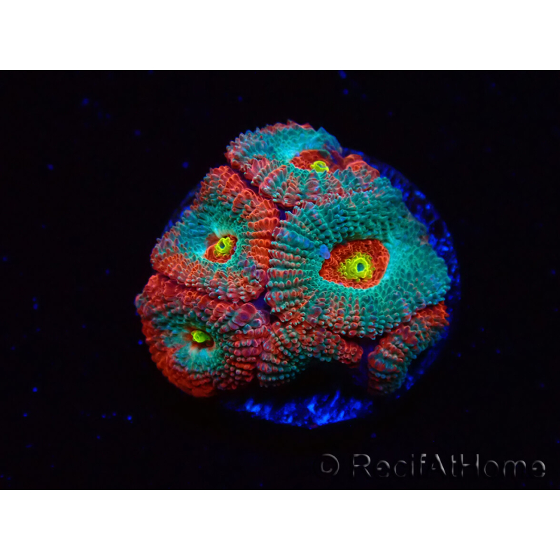 WYSIWYG - RAH Micromussa Dragon's Eye C3