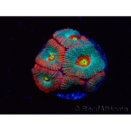WYSIWYG - RAH Micromussa Dragon's Eye