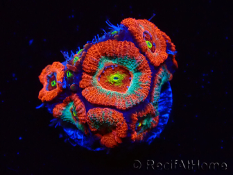 WYSIWYG - RAH Micromussa Dragon's Eye F3