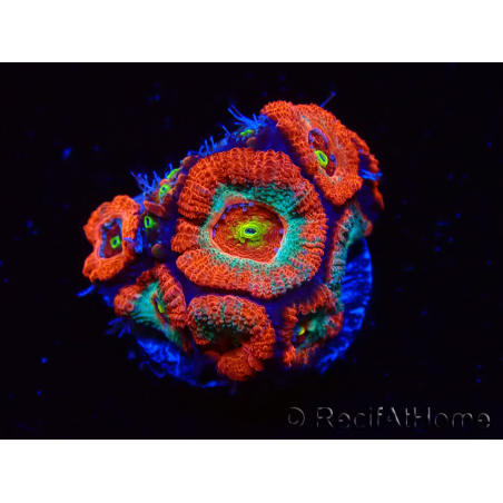 WYSIWYG - RAH Micromussa Dragon's Eye
