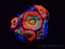 WYSIWYG - RAH Micromussa Dragon's Eye