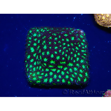WYSIWYG - RAH Leptastrea Glowworm