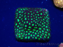 WYSIWYG - RAH Leptastrea Glowworm