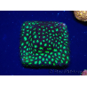 WYSIWYG - RAH Leptastrea Glowworm