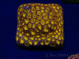 WYSIWYG - RAH Leptastrea oro