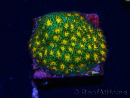 WYSIWYG - Leptastrea John Deere 3A11