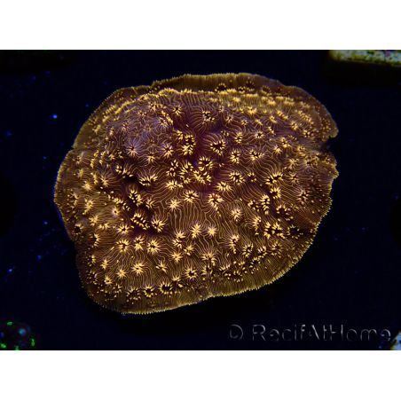 WYSIWYG - RAH Pavona maldivensis Orange 3C8