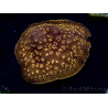 WYSIWYG - RAH Pavona maldivensis Orange 3C8
