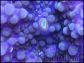 WYSIWYG Ricordea Bubble Bleu/Violet R4