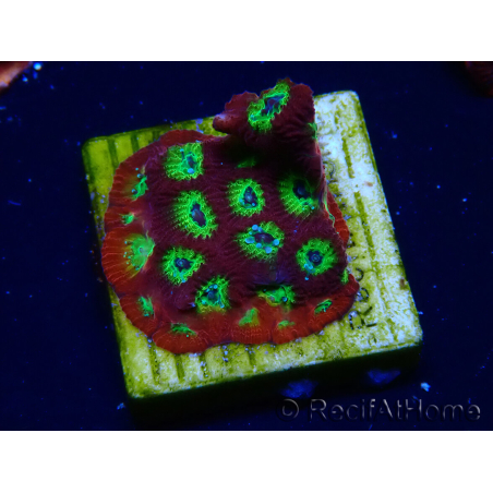 WYSIWYG - JF Favia Lemon Lime 3E1