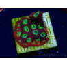 WYSIWYG - JF Favia Lemon Lime 3E1