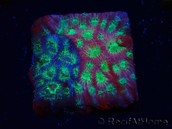 WYSIWYG - JF Favia Dayglo