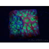 WYSIWYG - JF Favia Dayglo 3E4