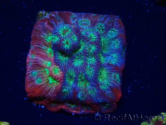 WYSIWYG - JF Favia Dayglo