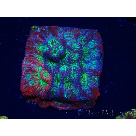 WYSIWYG - JF Favia Dayglo