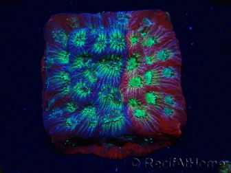 WYSIWYG - JF Favia Dayglo