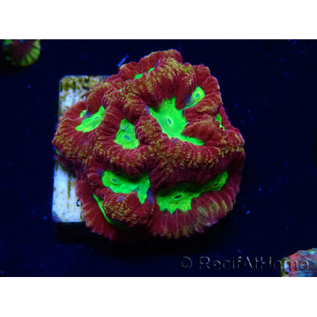 WYSIWYG - RAH Favia Vulcania