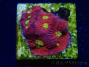 WYSIWYG - RAH Favites Rainbow Skittles