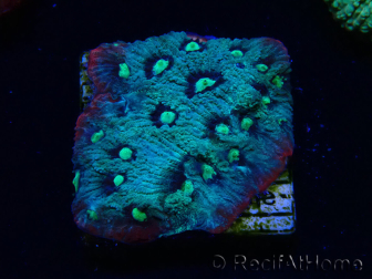 WYSIWYG - RAH Favites Raw Strawberry