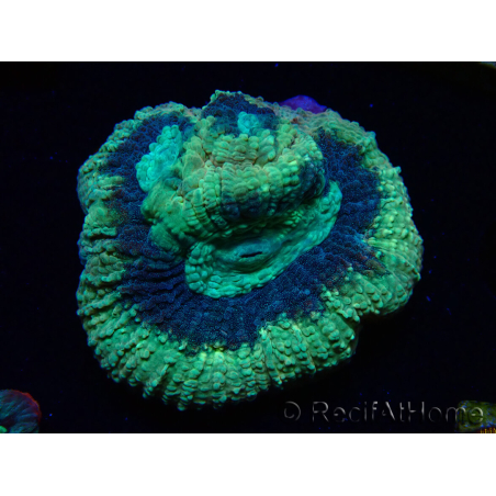 WYSIWYG - RAH Goniastrea Crown of Jewels 3H12