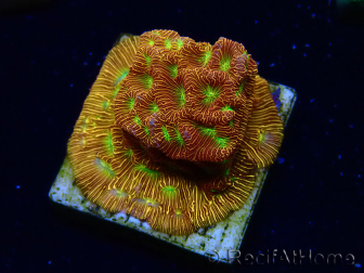 WYSIWYG - JF Leptoseris Jack O Lantern 3J11