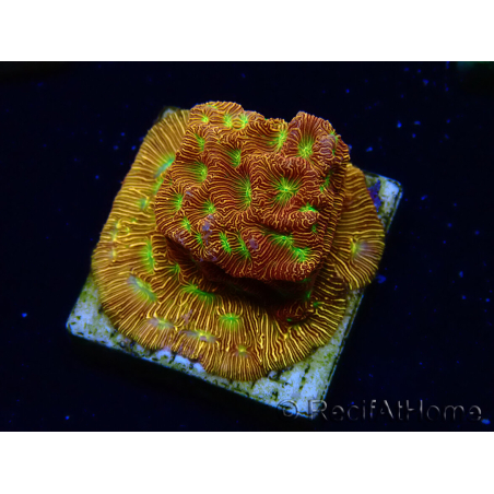 WYSIWYG - JF Leptoseris Jack O Lantern