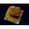 WYSIWYG - JF Leptoseris Jack O Lantern