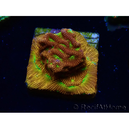 WYSIWYG - JF Leptoseris Jack O Lantern