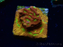 WYSIWYG - JF Leptoseris Jack O Lantern 3J12