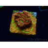 WYSIWYG - JF Leptoseris Jack O Lantern