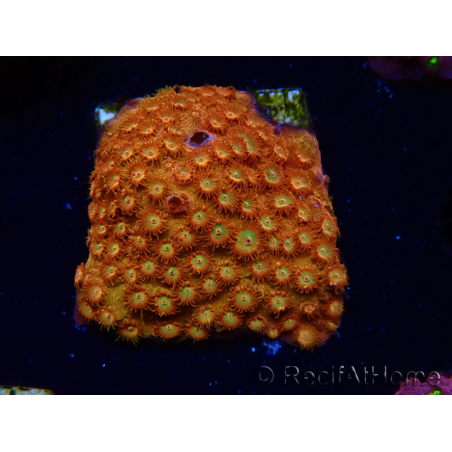 WYSIWYG - BigR Cyphastrea Sunkist