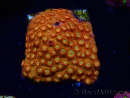 WYSIWYG - BigR Cyphastrea Sunkist