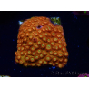 WYSIWYG - BigR Cyphastrea Sunkist