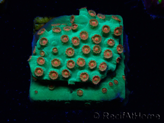 WYSIWYG - WWC Cyphastrea Jingle Bells
